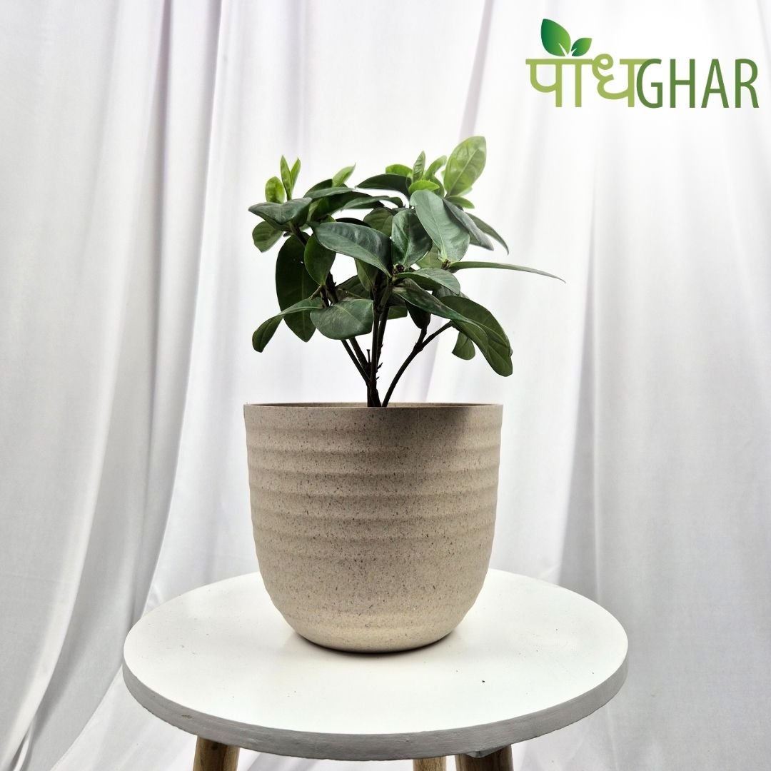 2 Made from eco-friendly materials, Podhghar Verona Eco Pots offer a sustainable solution for gardening. These stylish, lightweight pots provide excellent drainage and airflow, promoting healthy plant growth. Perfect for both indoor and outdoor use, they’re environmentally conscious and durable.