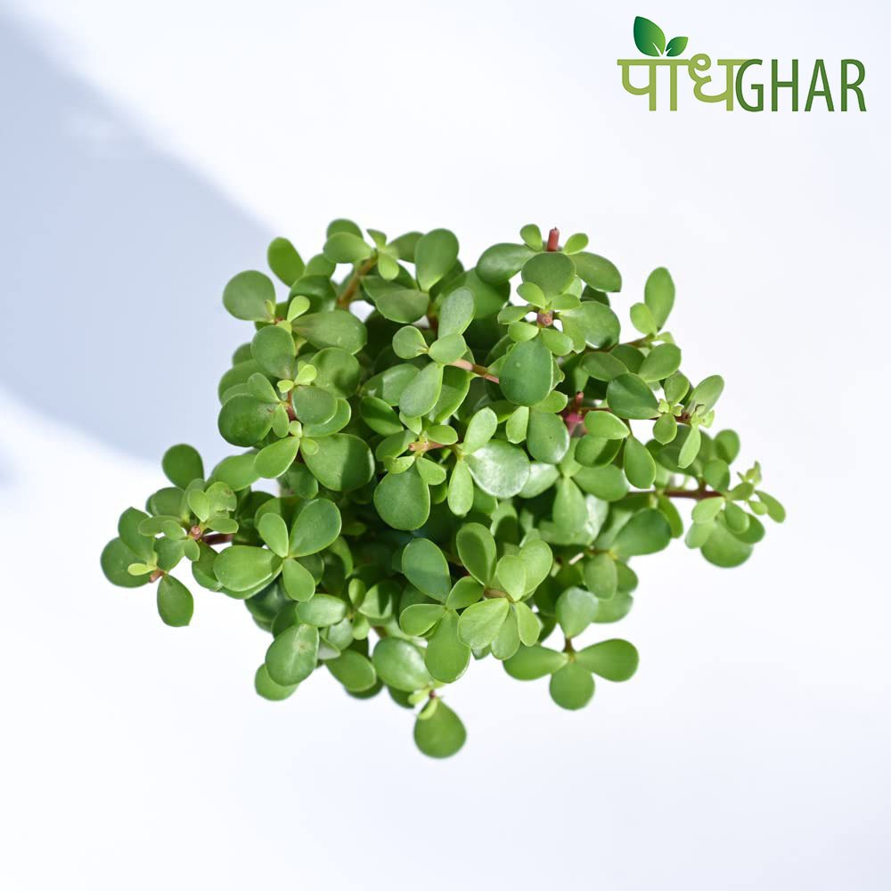 Incorporating Greenery into Your Worship Space with Plants