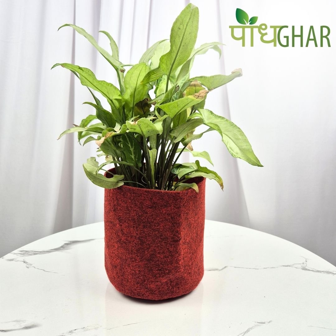 Grow plants easily with the durable, high-quality 400gsm Podhghar Grow Bag. Perfect for flowers, vegetables, and more, its strong fabric ensures long-lasting support and healthy growth. Portable, reliable, and easy to use, it’s ideal for both beginners and experienced gardeners.