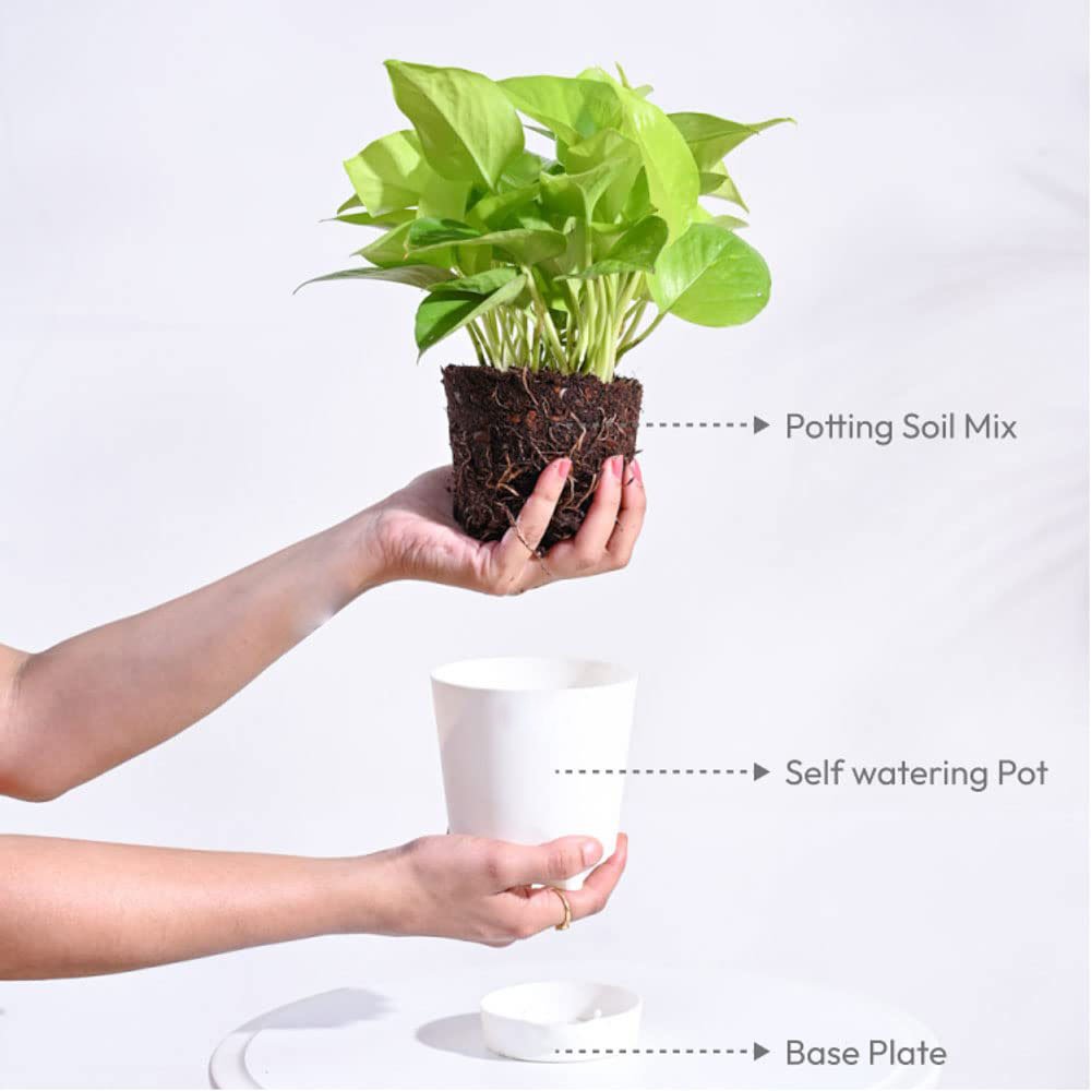 51ix0xb9D4L. SL1000 1