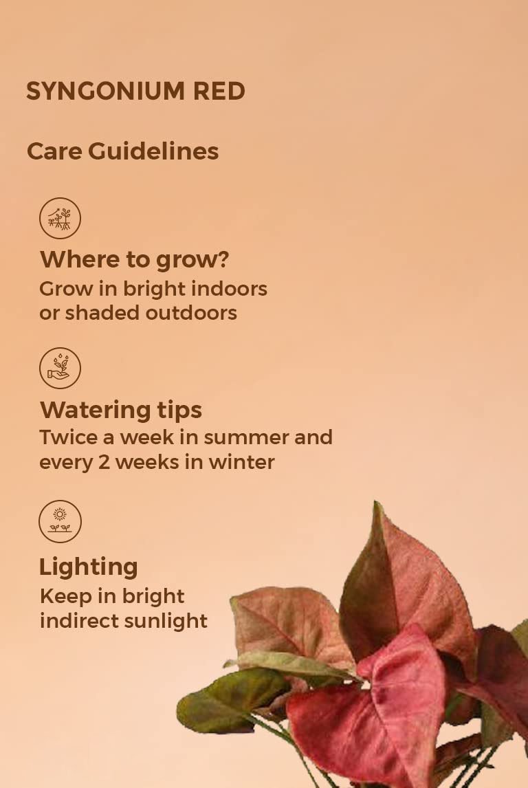 51lsj1hZExL._SL1146_