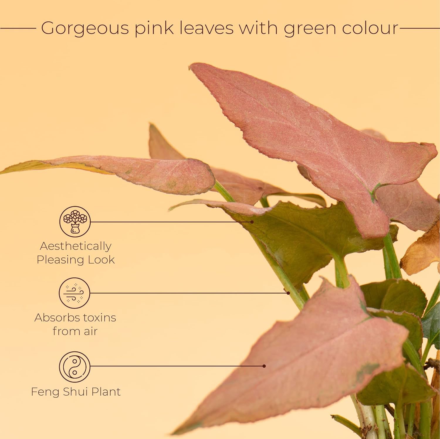 71iLilmZoVL._SL1500_ 71iLilmZoVL. SL1500