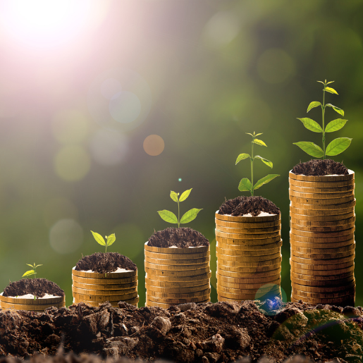Podhghar Guide to Growing Money Plants in Water