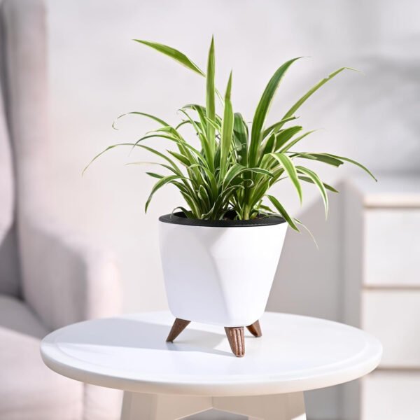 Spider Plant from PodhGhar