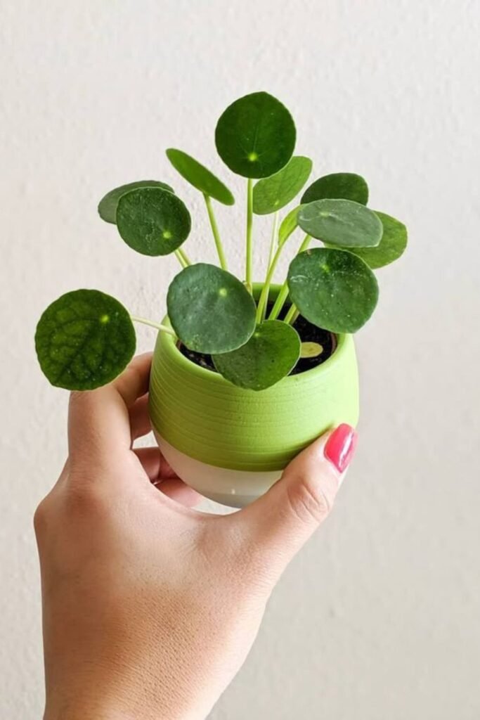 10 Best Green Gifts for Students and Working Individuals in Your Podhghar