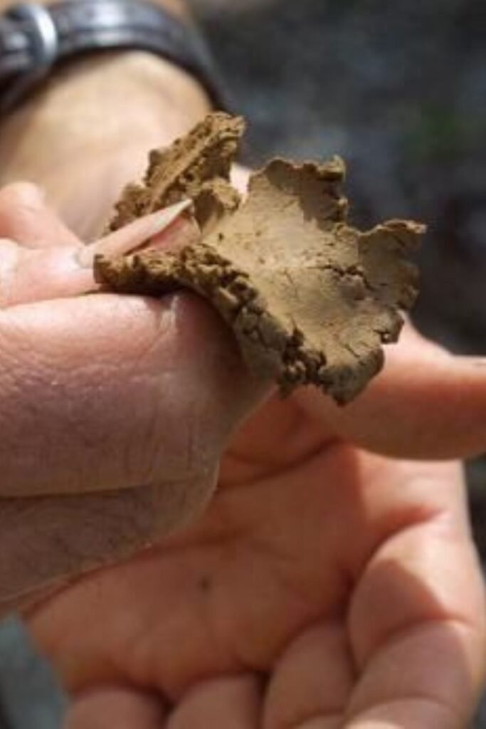 The Importance of Soil: Choosing the Right Soil for Your Plants in Your Podhghar