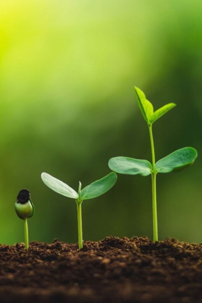 Choosing the Right Soil Mix for Every Plant Type