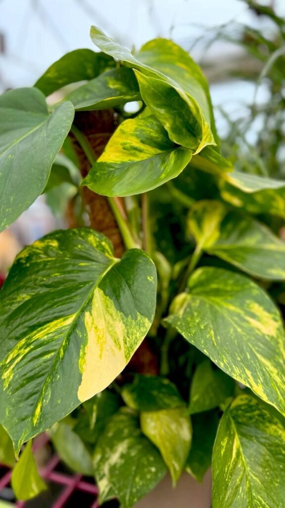 Hawaiian Pothos Climbing and vining houseplant Large leaf plants