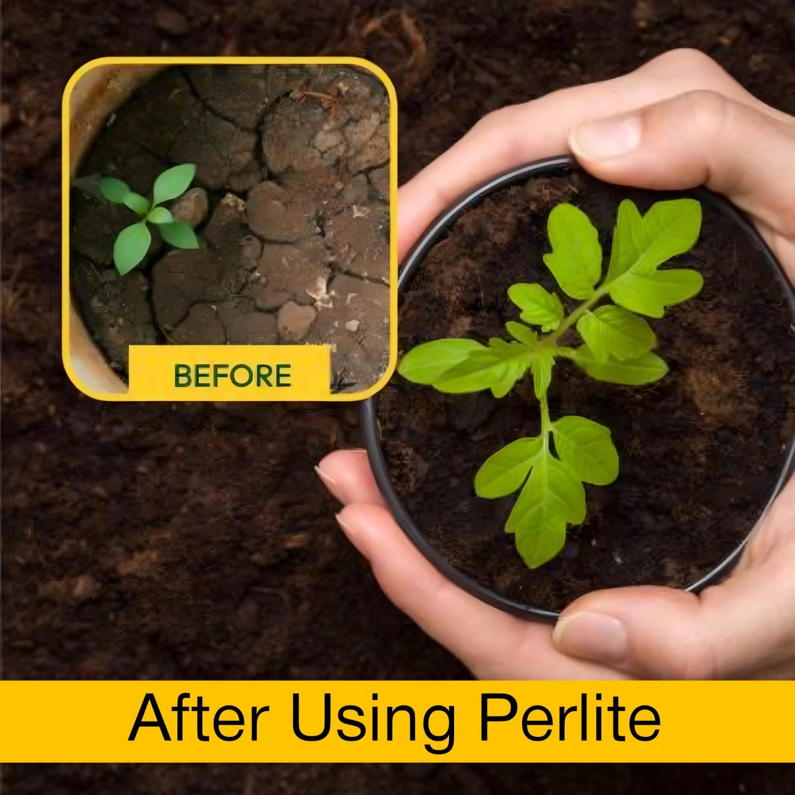 WhatsApp Image 2025 04 07 at 4.21.16 PM