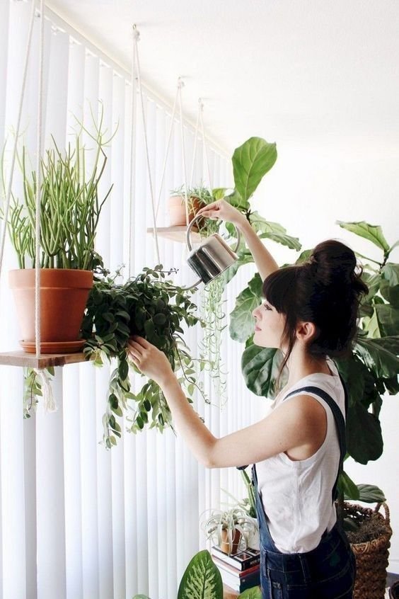 Plant Hydration Beyond Watering Myths | Podhghar