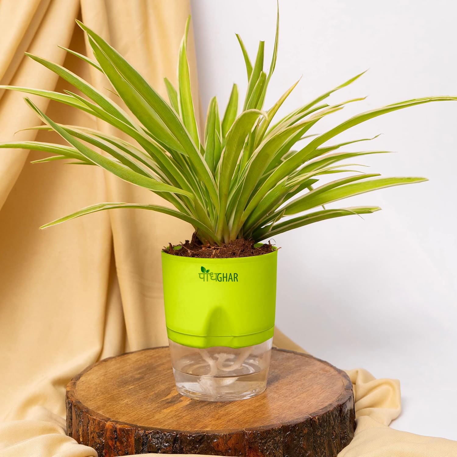 j Self-Watering Spider Plant from PodhGhar