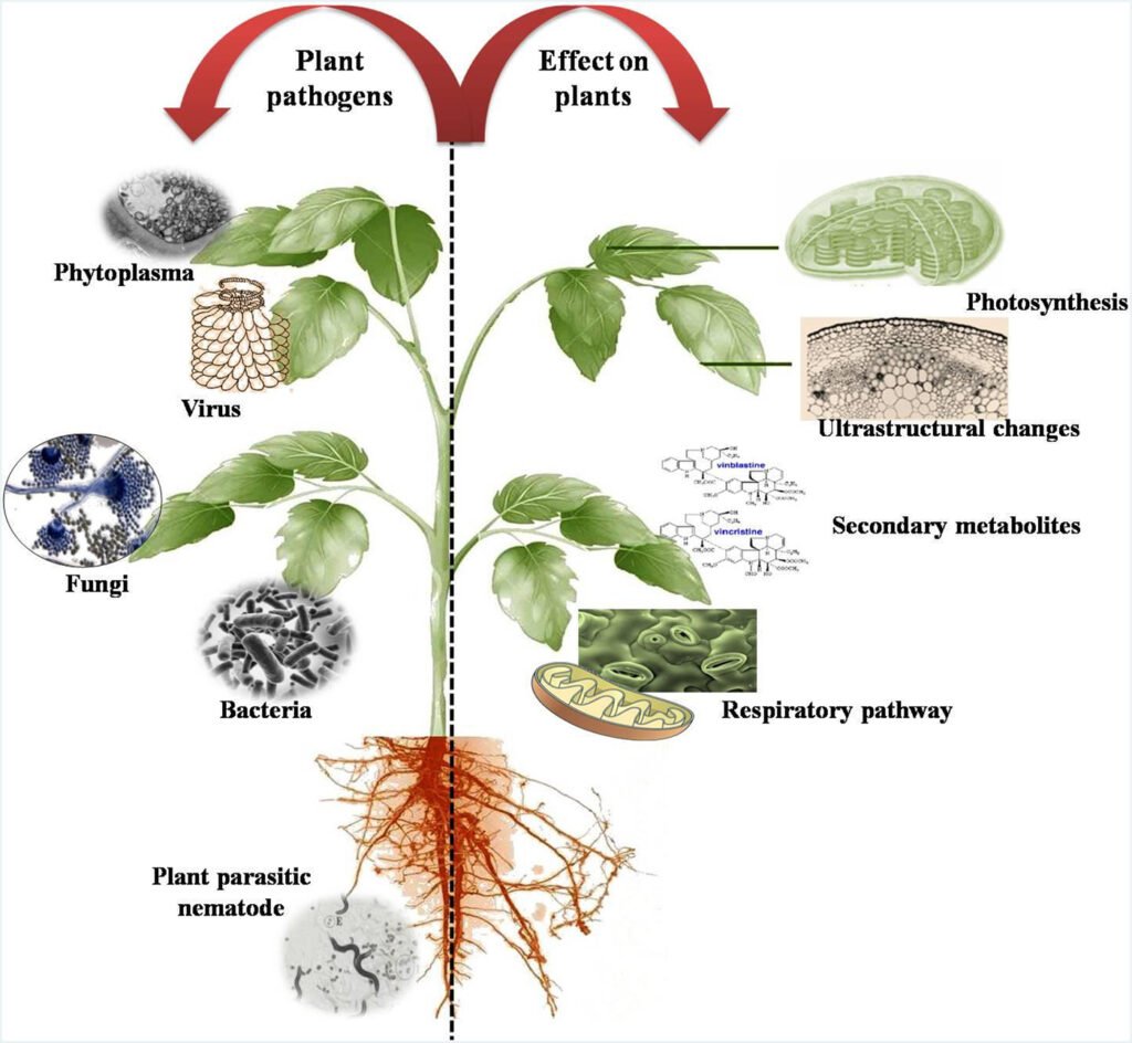 How to Prevent Common Plant Diseases Naturally – with Podhghar