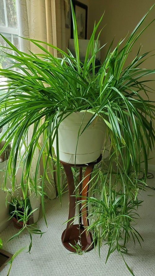 7 Popular Houseplants and What They Reveal About Your Personality – With Podhghar