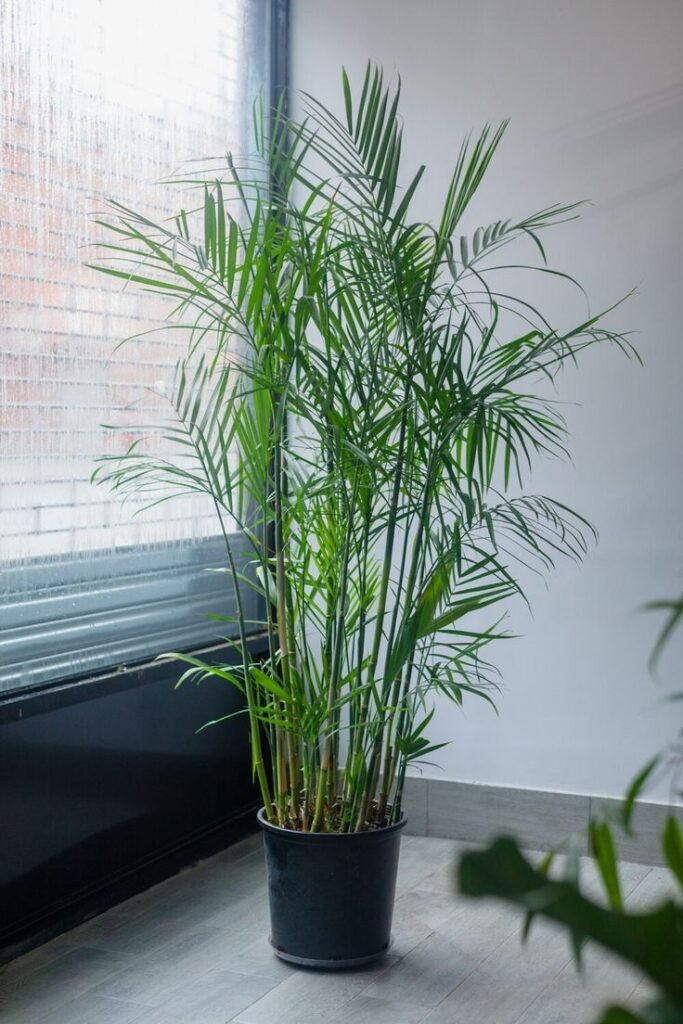 "10 Forgiving Indoor Plants You Can’t Kill – Even If You Forget to Water | Podhghar"