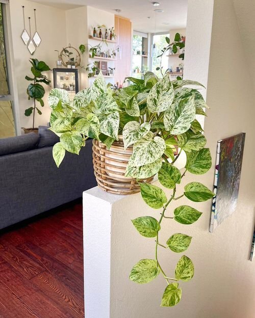 What Your Choice of Houseplant Reveals About Your Character | Podhghar