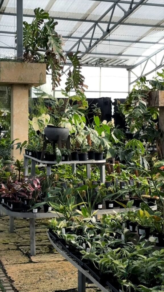14 Places to Find Free or Cheap Plant Pots Near You | Podhghar