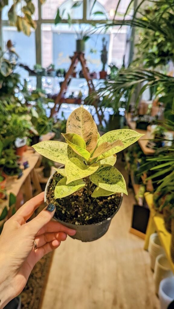 7 Ways to Create a Mindful Morning Routine with Your Plants at Podhghar