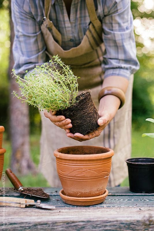 Repotting Made Easy: 7 Simple Steps to Give Your Plant a New Home | Podhghar