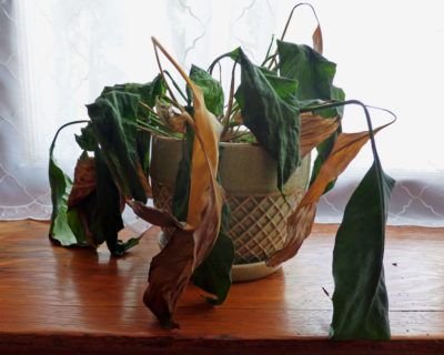 How To Tell If A Plant Is Dead And How To Recover An Almost Dead Plant
