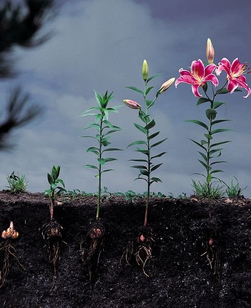 How to Grow Lilies