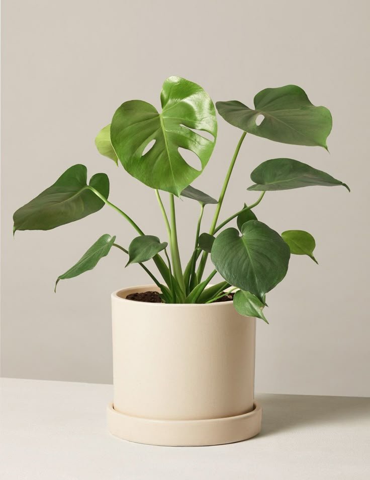 Monstera Deliciosa Tropical Indoor Plants Houseplants The Sill