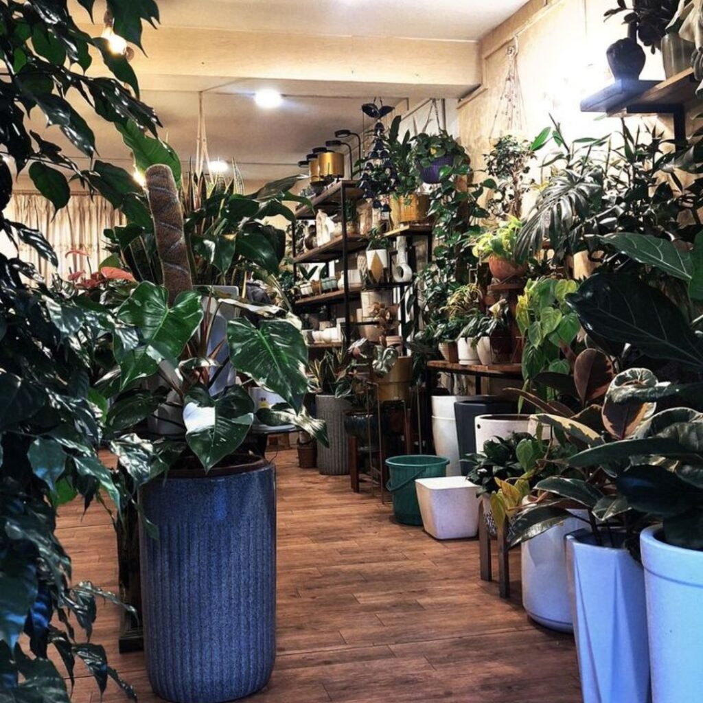 7 Steps to Transition Your Plant Smoothly from Nursery to Home with Podhghar