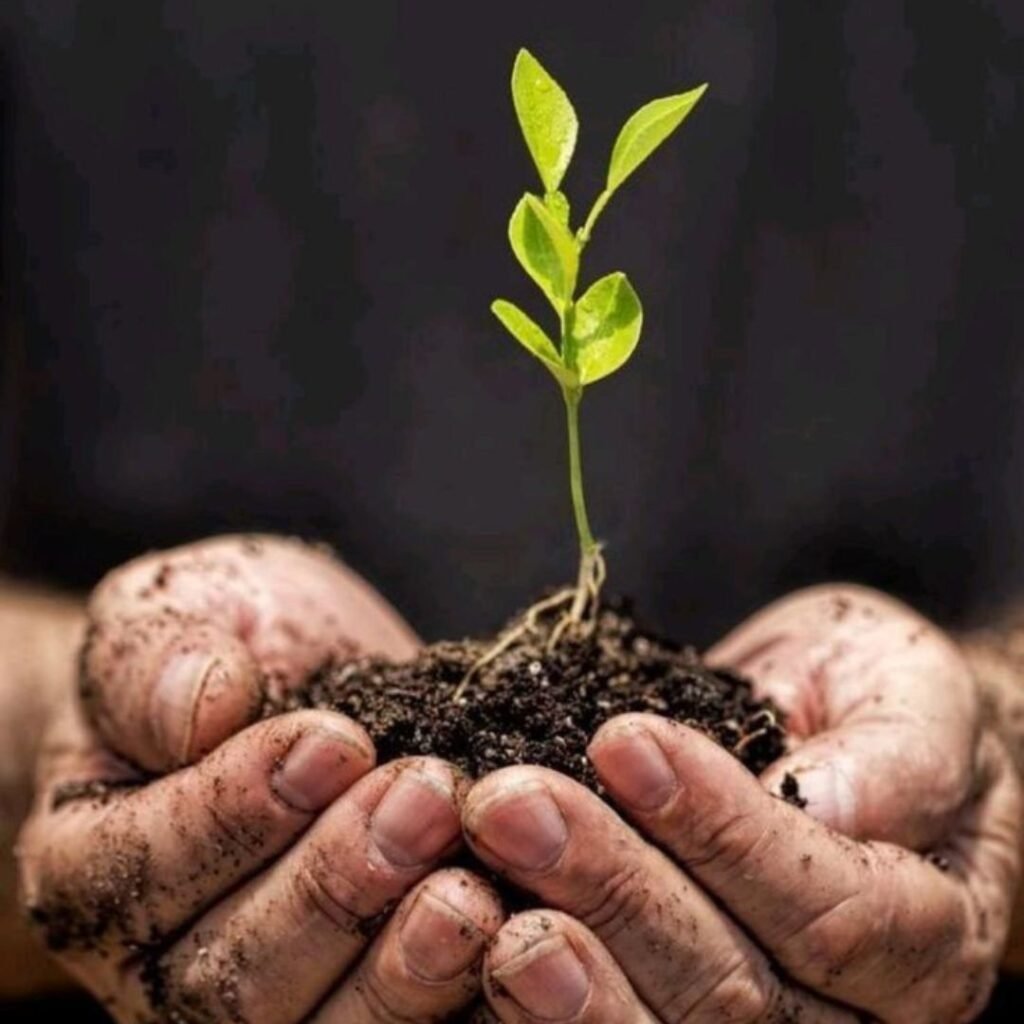 Discover the Benefits of Sustainable Plant Parenting with Podhghar’s Eco Pots