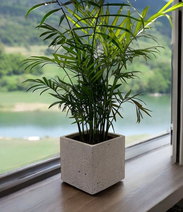 5 Ways Pot Shape Affects Plant Growth | Podhghar