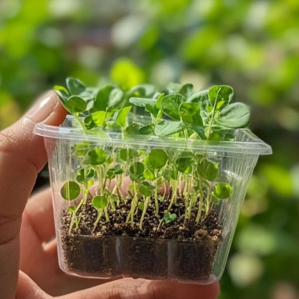 Everything You Need to Know About Eco-Friendly Plant- Podhghar