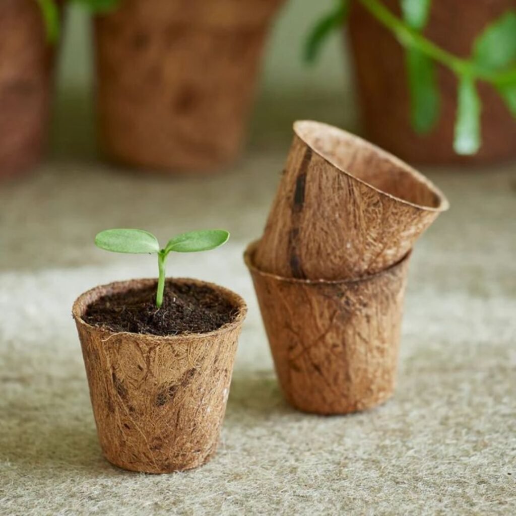Everything You Need to Know About Eco-Friendly Plant- Podhghar