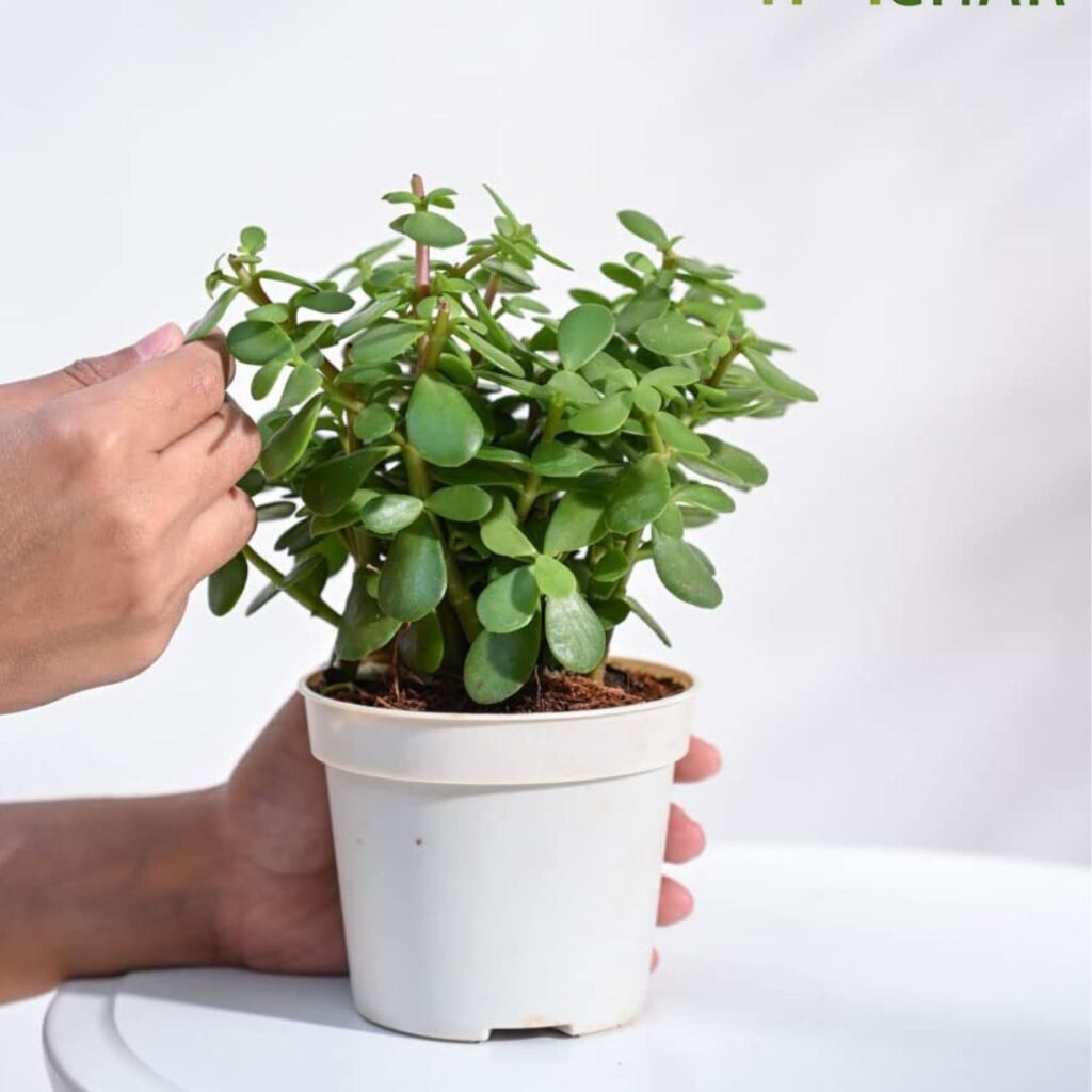 Top 10 Hassle-Free Plants Ideal for Compact Pots- Podhghar