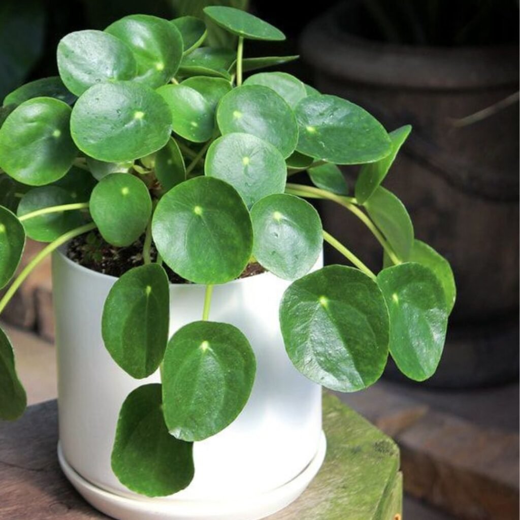 The Key to Healthy Plants? Choosing the Perfect Pot-Podhghar