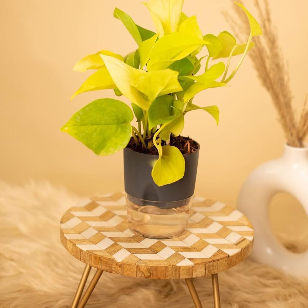 Self-Watering Pots: Are They Worth It for Busy Plant Parents - Podhghar