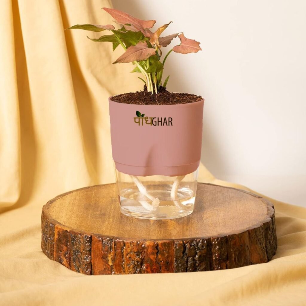 10 Indoor Plants That Thrive in Shallow Pots