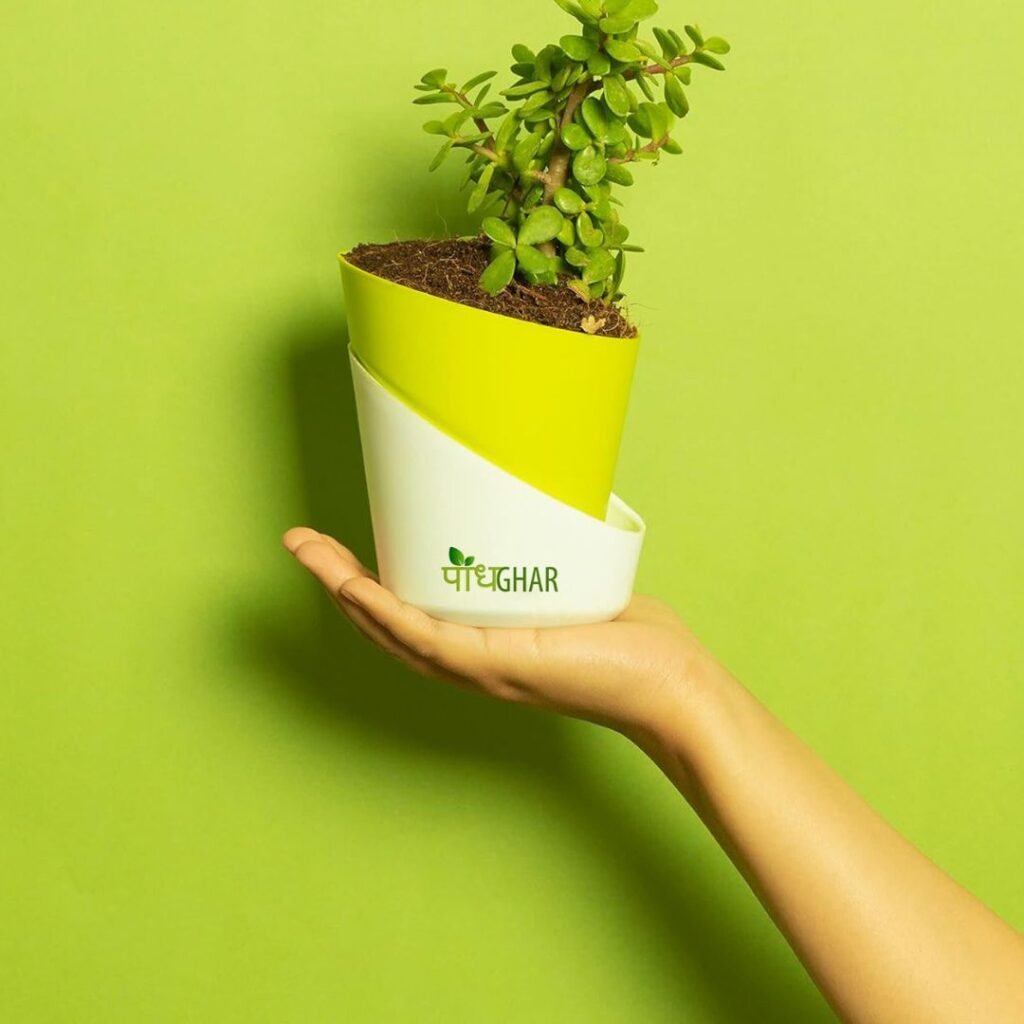 10 Indoor Plants That Thrive in Shallow Pots -Podhghar