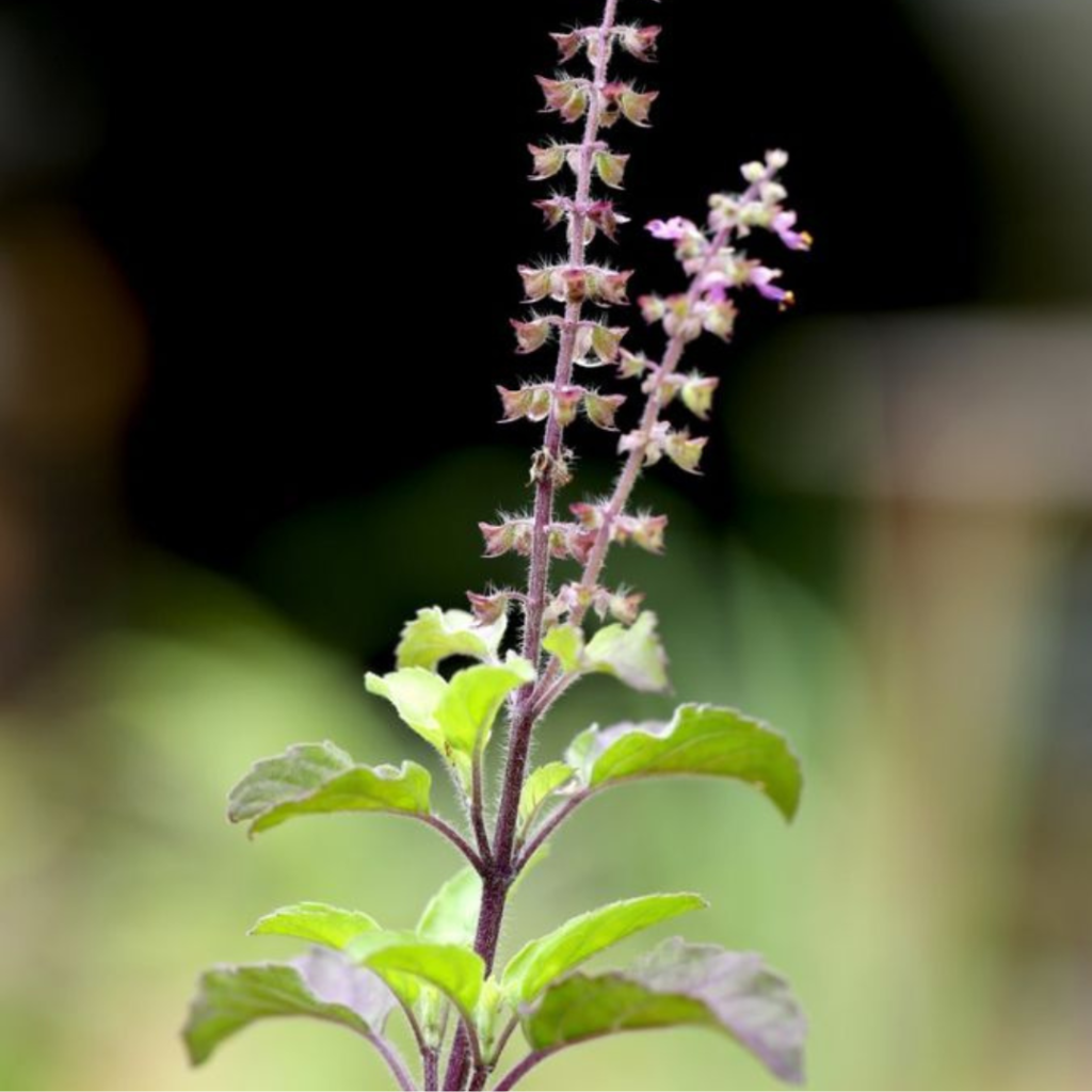 The Role of Tulsi in Indian Homes – Sacred & Scientific at Podhghar