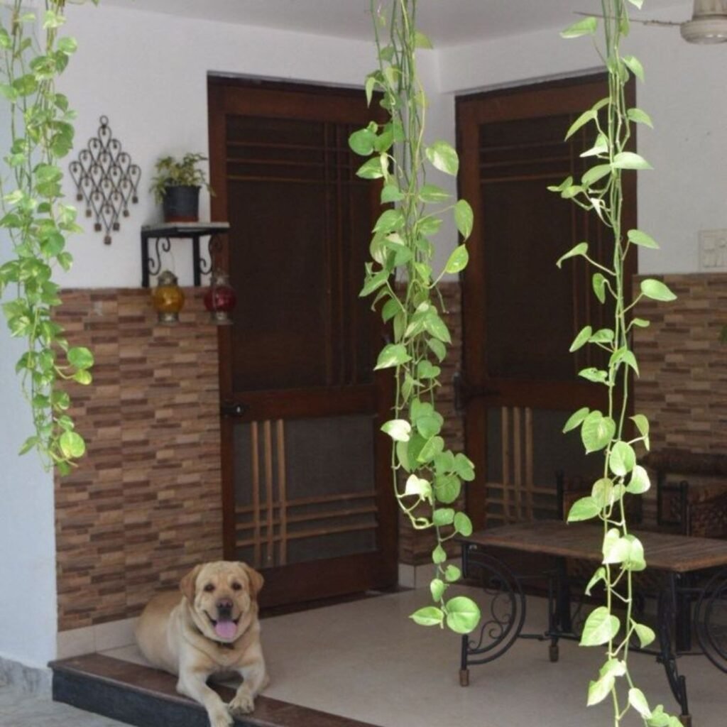 The Ultimate Guide to Money Plant Care: Cultivating Prosperity with Podhghar