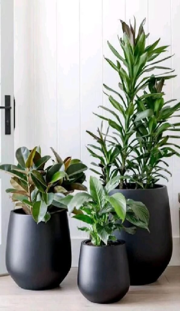 op 5 Pots to Protect Your Plants from Heat and Sun This Summer – Podhghar