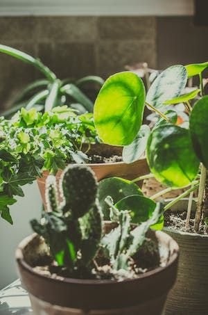 Smart Ways to Care for Your Pots and Plants podhghar
