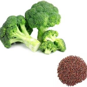3 Best Broccoli Seed Varieties for Your Garden | Podhghar