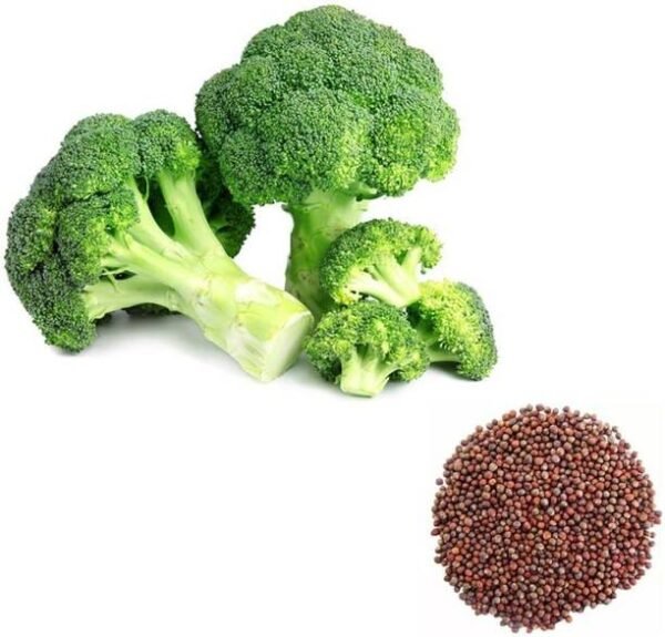 3 Best Broccoli Seed Varieties for Your Garden | Podhghar