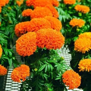 Marigold Flower Seeds – Premium Quality by Podhghar