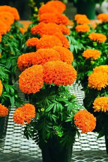 Marigold Flower Seeds – Premium Quality by Podhghar